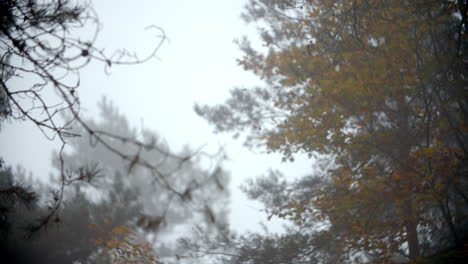 Bosque-De-Otoño-En-Una-Mañana-Brumosa