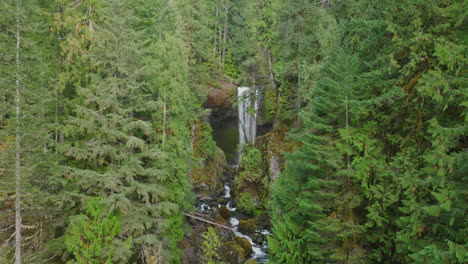 partial view of falls creek falls through cedar, evergreen trees in gifford pinchot national forest.