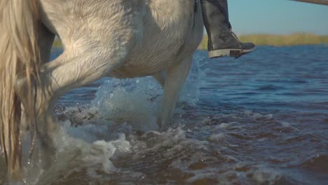 Caballo-Blanco-Con-Jinete-Camina-Por-Aguas-Poco-Profundas,-Cámara-Lenta