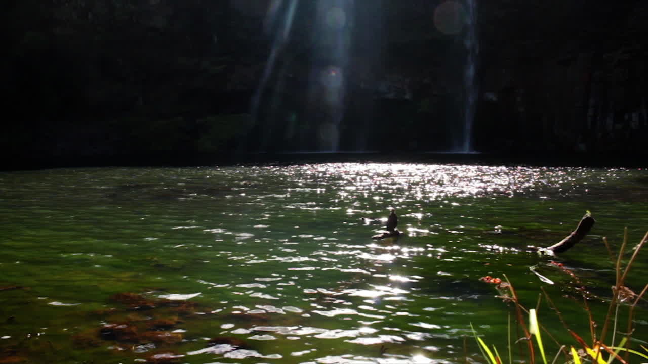el pequeño pájaro de la pelusa se sienta en un tronco en el agua viendo una hermosa cascada durante la noche