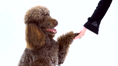 un caniche marrón de 4k estrechando la mano de una mujer sobre un fondo blanco.