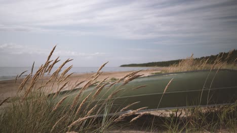 a tree grows on a sea beach with stones