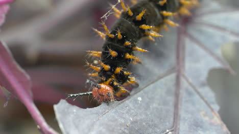 ultra macro shot of wild caterpillar with orange spikes biting fresh leaf in nature