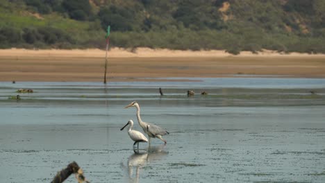 Eurasian-Spoonbill-is-a-Distinctive,-large-white-wading-bird-with-a-spatula-for-a-bill