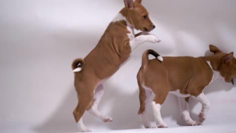 two joyful basenji puppy play and destroy studio in slow motion full shot