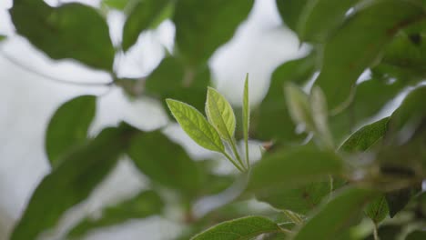 Primer-Plano-De-Nuevas-Hojas-Que-Crecen-A-Lo-Largo-De-Las-Ramas-De-Un-árbol-Durante-El-Día