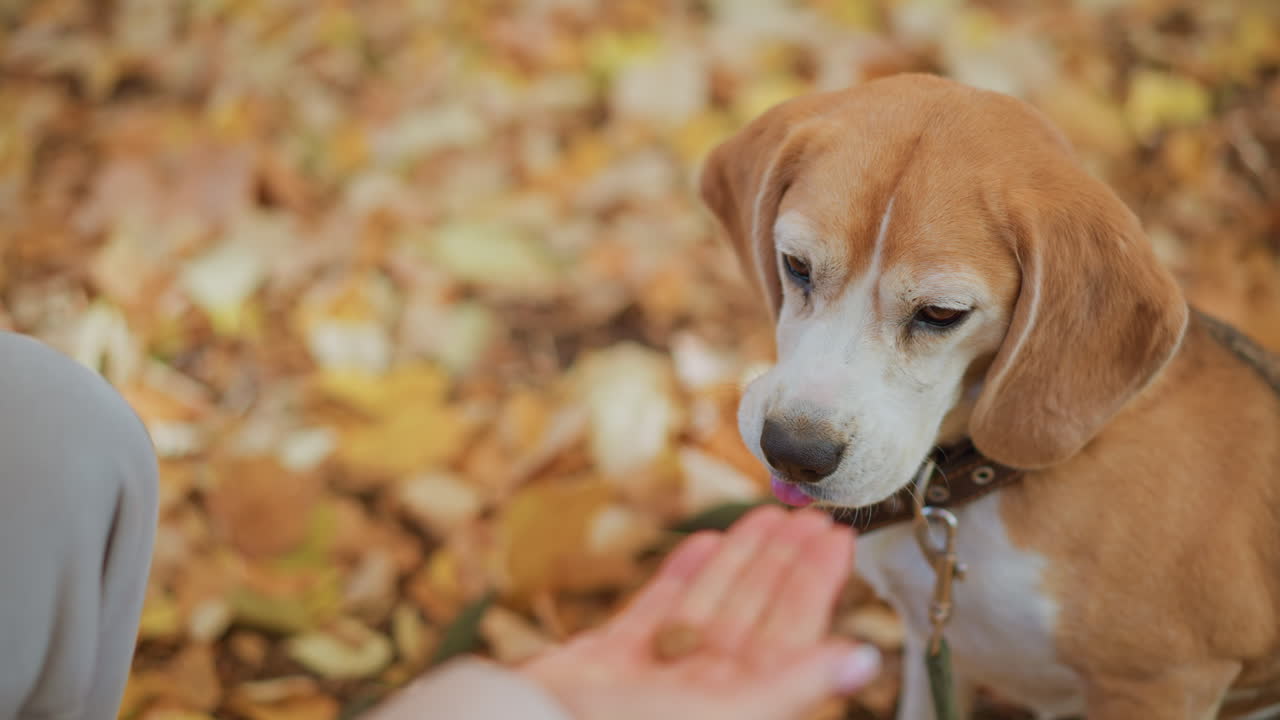 close up of owner opening hand to show dog feed, golden autumn leaves carpet ground, pet wears collar and leash, dog turns head away with uninterested gaze, soft natural light, serene park setting