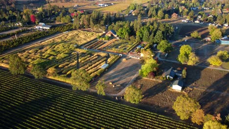 us, oregon, phoenix - tiro volador de drones del laberinto de maíz de la granja de campos de faisanes establecido para el festival de la cosecha de otoño