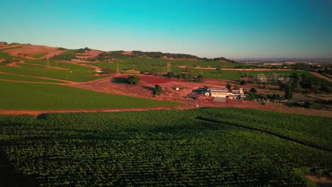 Un-Hermoso-Dron-Disparó-Al-Atardecer-De-Un-Exuberante-Viñedo-Verde-En-La-Región-Vinícola-De-Napa,-California