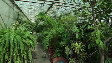 vista más amplia y movimiento de la cámara lateral derecha desde un jardín botánico con muchas plantas