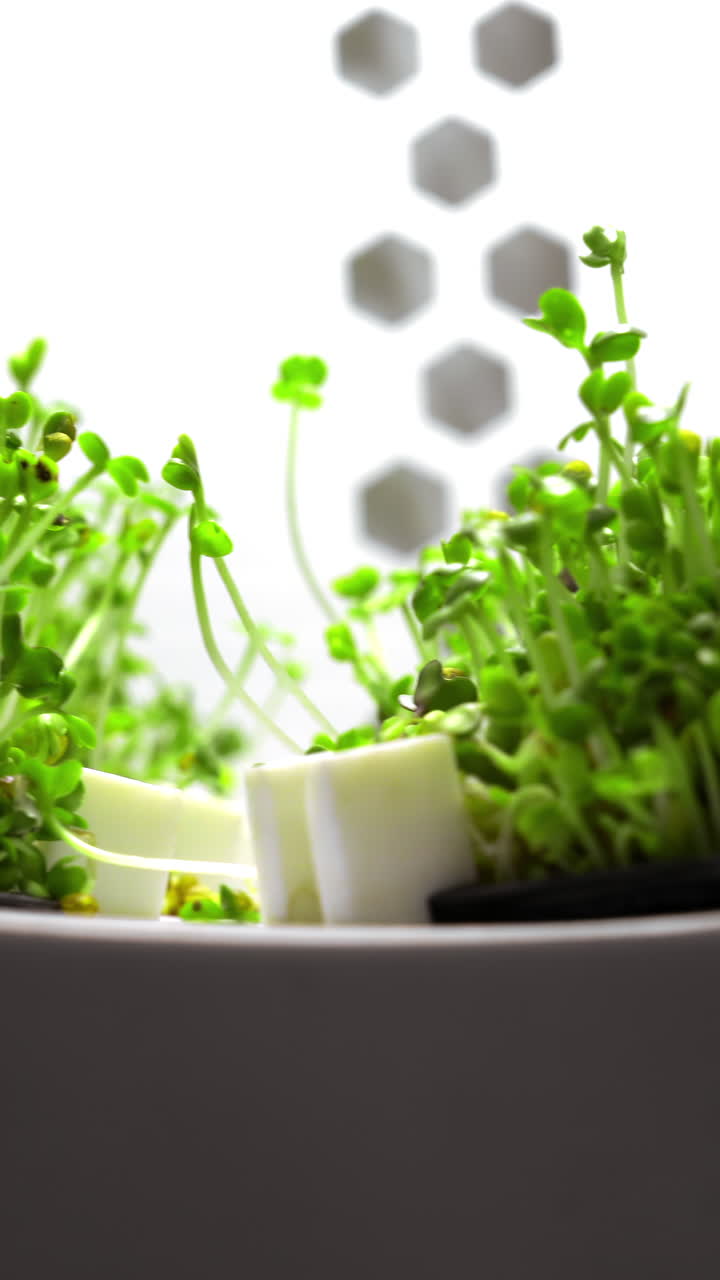 비에서 자라는 마이크로 그린의 클로즈업