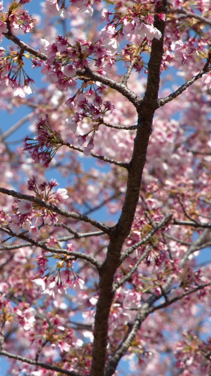 Primo piano di fiori di sakura rosa che ondeggiano delicatamente sui rami sotto la luce solare intensa a Tokyo, Giappone.
