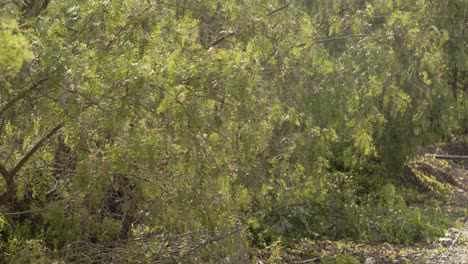 arbusto moviéndose en el viento 4k