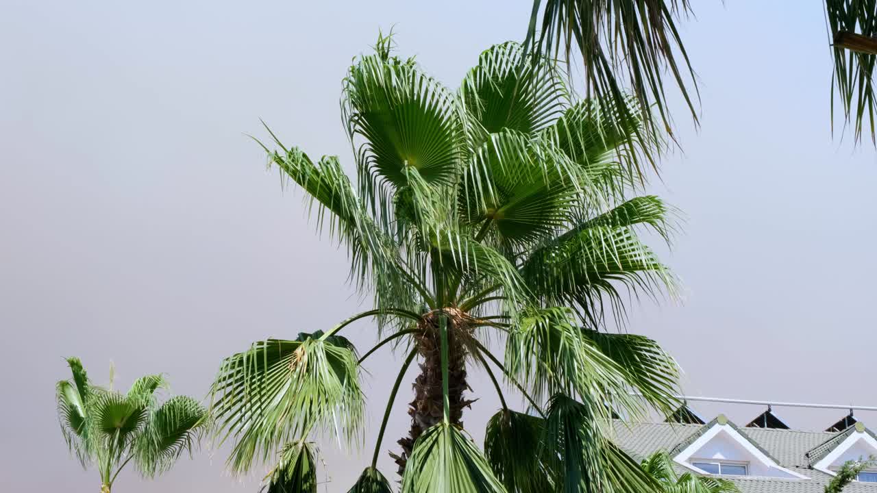 humo de fogata en la luz del atardecer contra el telón de fondo de las palmeras con enormes nubes de humo naranja y llamas. aspecto exótico. concepto de contaminación ambiental de los incendios forestales