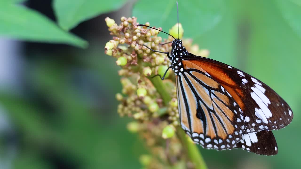 mariposa descansando en las hojas en un parque