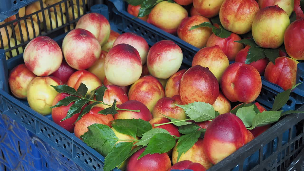 농부 시장 에서 신선 한 복아