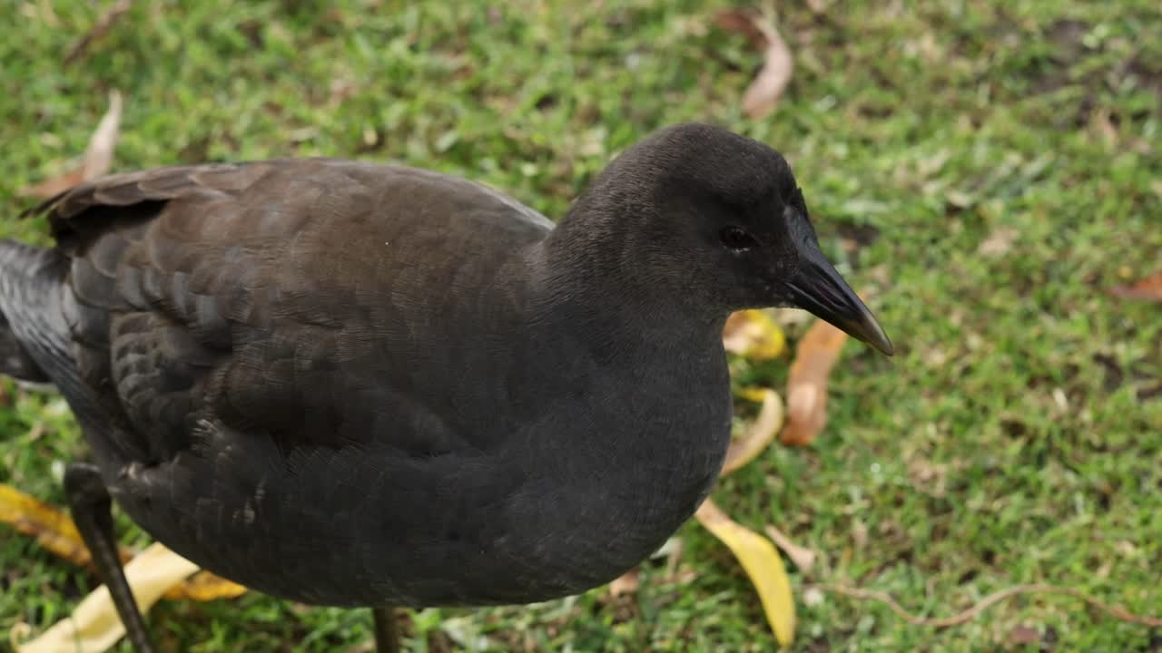 A moorhen strolls over grassy ground, surrounded by scattered yellow leaves.