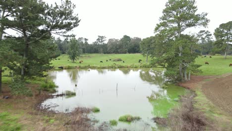 flying over ponds in cow pasture with a herd of cows and calfs