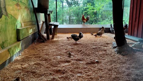 Native-swedish-hens-and-chickens-walking-around-in-cozy-indoor-cage-at-Skansen-Stockholm