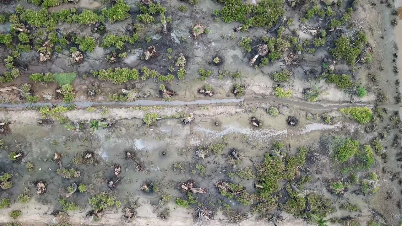 말레이시아 페의 농장에서 죽은 나무가 위에서 내려다 보입니다.