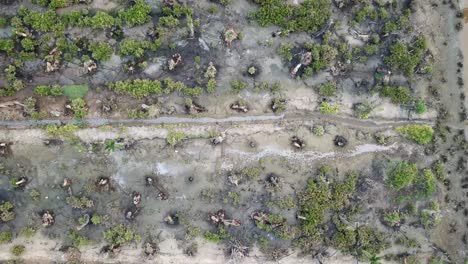 Top-down-view-dead-palm-trees-in-the-farm-at-Penang,-Malaysia.