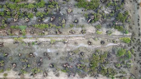 vista de arriba hacia abajo de palmeras muertas en la granja de penang, malasia.