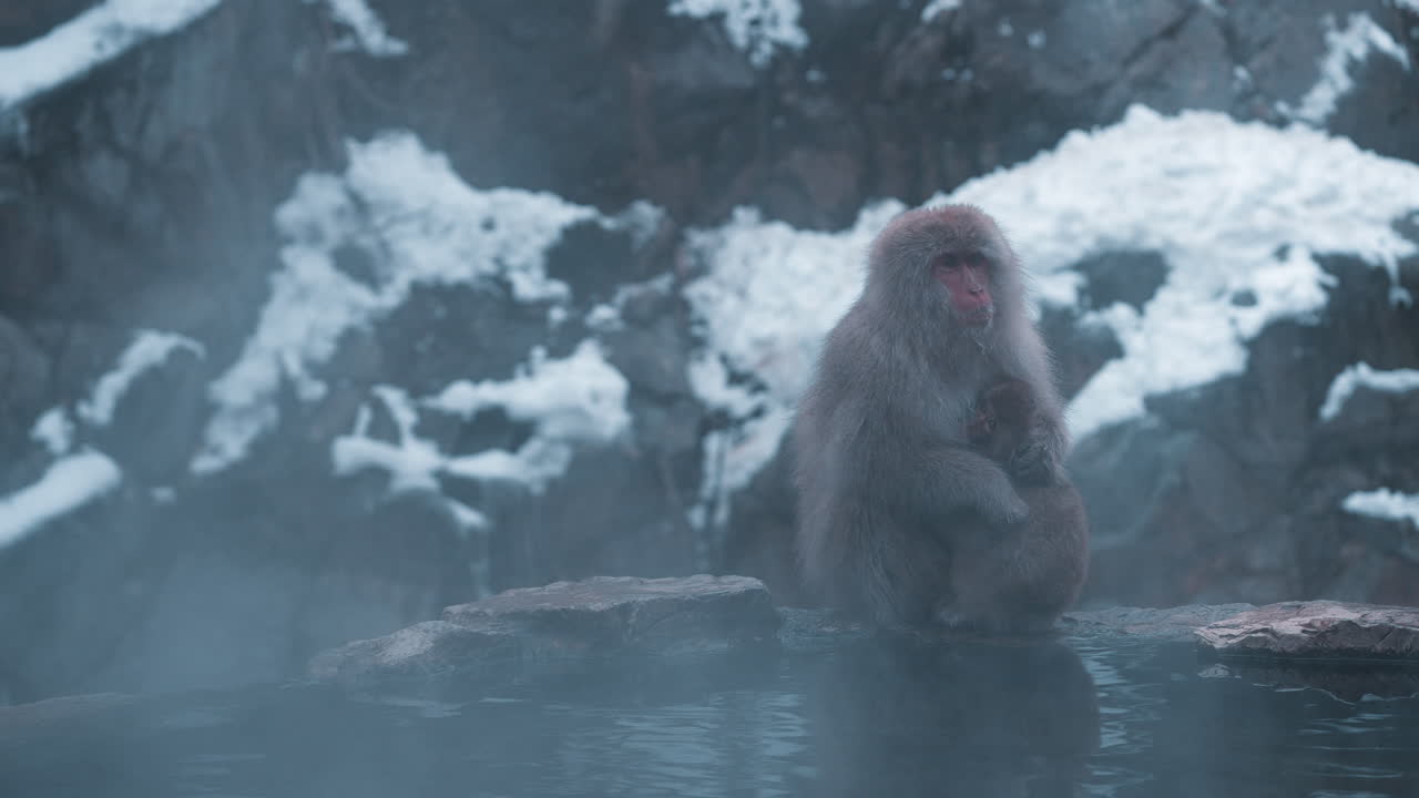mono de nieve alimentando al bebé: cautivadoras imágenes en cámara lenta de adorables primates relajándose en aguas termales en medio de montañas nevadas de jigokudani yaen koen, japón