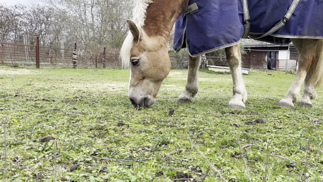 cavallo con impermeabile mangia erba
