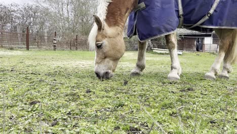 el caballo con impermeable come hierba