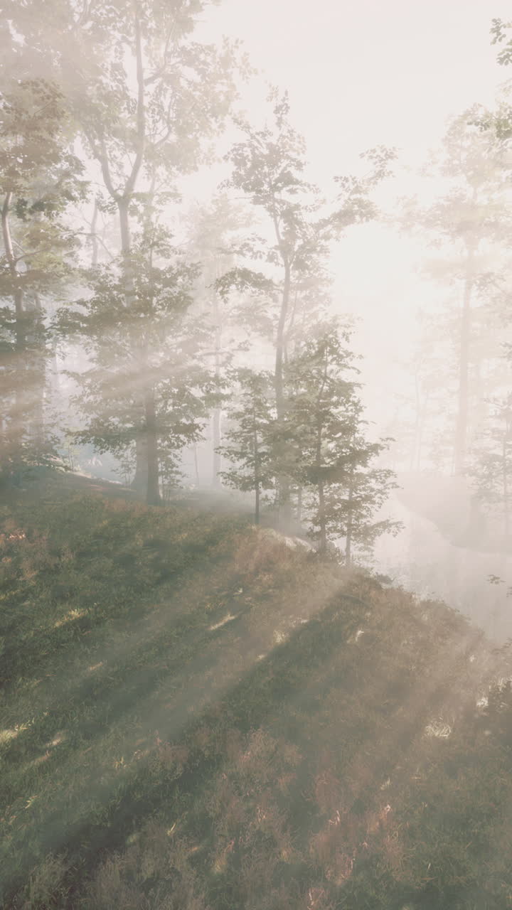 안개 숲을 가로질러 빛이