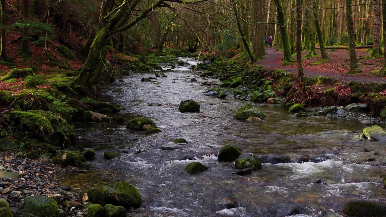 Cloudy Day Walk Along the Mossy Shimna River Trail in Tollymore Forest