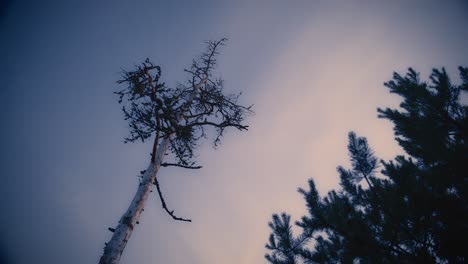 lonely dead tree against the sky on a summer evening