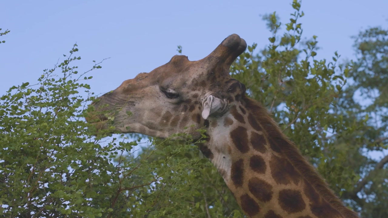Una giraffa sudafricana (Giraffa giraffa) si nutre brucando foglie da un albero alla luce del giorno, mettendo in mostra il suo caratteristico manto maculato e il lungo collo