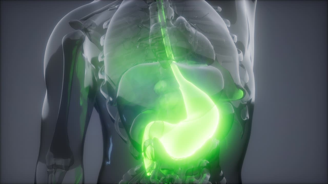 Human Stomach Radiology Exam