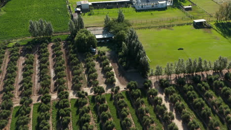 aerial view of orchards and vineyards at constantia in glen alpine, cape town, south africa