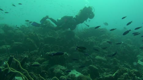 scuba divers on coral reef