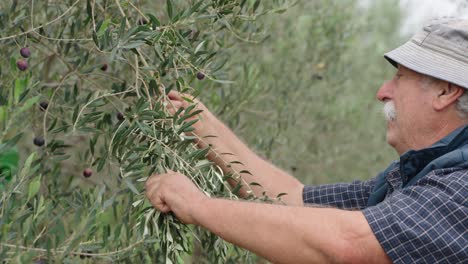 elderly man with beige hat and checkered shirt handpicks dark olives from leafy branch in olive grove