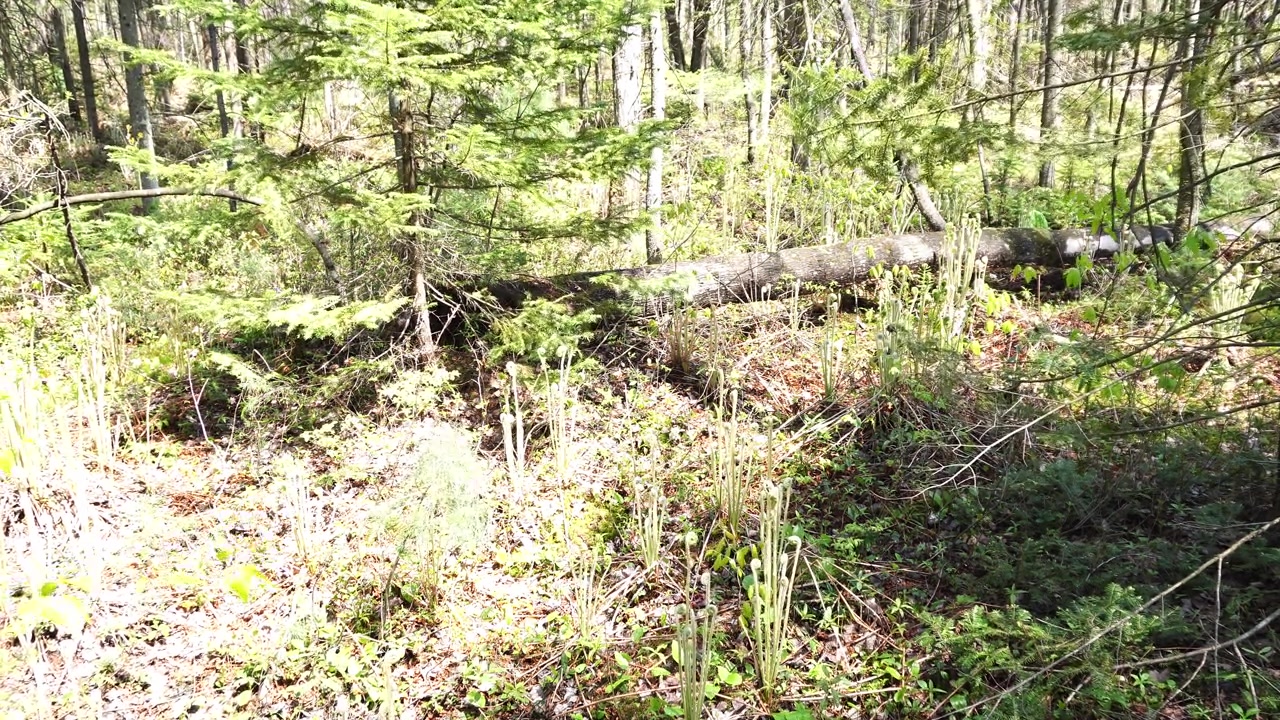 Sottobosco illuminato dal sole in primavera con felci selvatiche a testa di violino che spuntano vicino a un tronco caduto e alberi sempreverdi