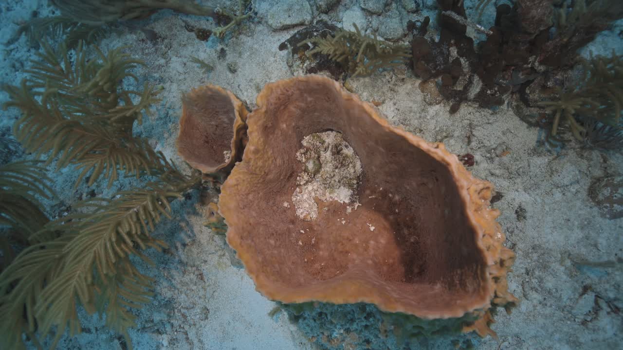Close-up underwater view of a large sponge on the ocean floor surrounded by marine vegetation in the Caribbean Sea near St. Thomas