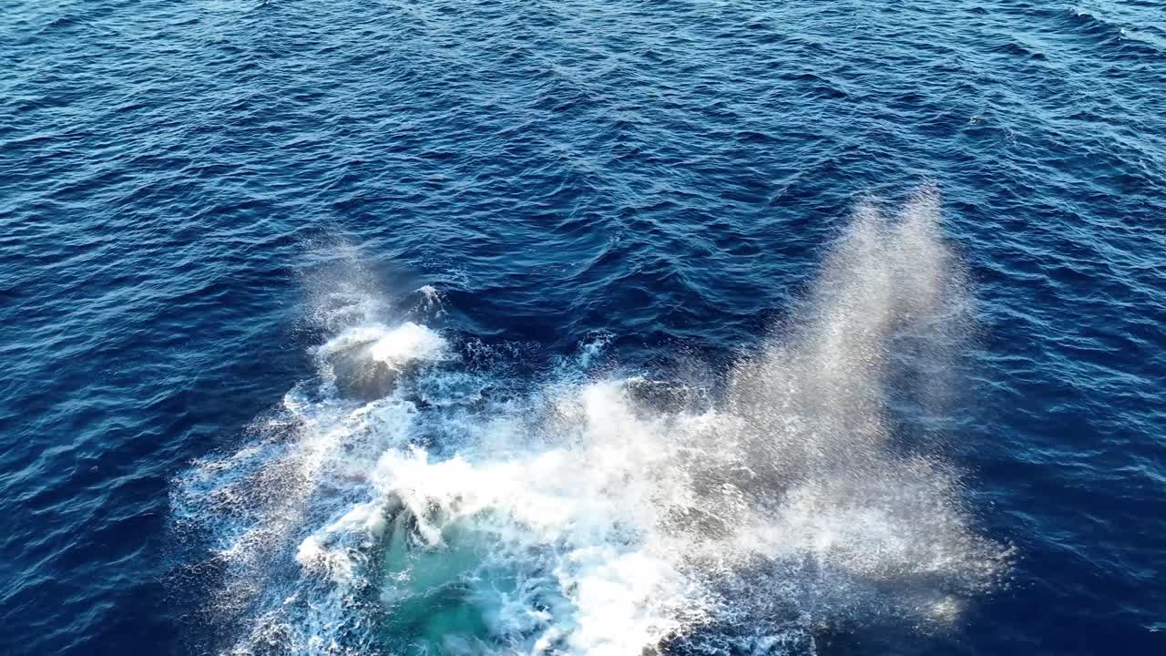 혹등 고래 엄마와 아기가 함께 위반