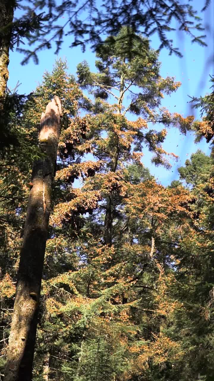 Santuario della farfalla monarca in una foresta di Michoacan, Messico, con alti pini e cielo azzurro, habitat naturale verticale all'aperto durante la stagione migratoria