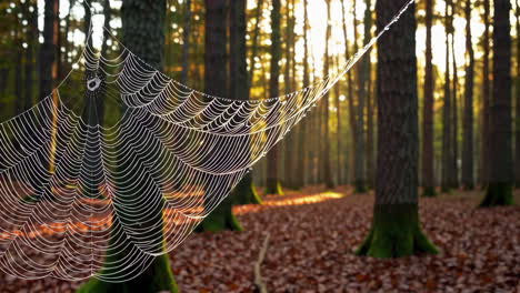 dew-kissed spiderweb in a pine forest at sunrise