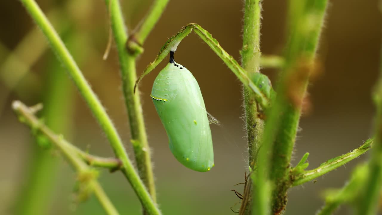 video macro de una crisálida de mariposa monarca