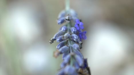 Beautiful-bee-on-lavender-collecting-pollen-in-spring-in-morning