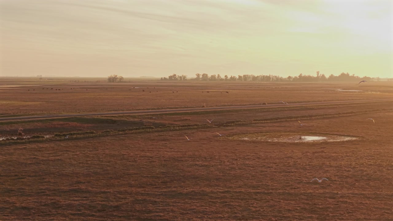 Vandfugle flyver over sæsonbestemte vådområder og åbne græsarealer i Buenos Aires, Argentina, hvor lavvandede damme og landbrugslandskaber skaber vigtigt levested, drone-overflyvning fremad.