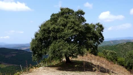 big tree on a mountain