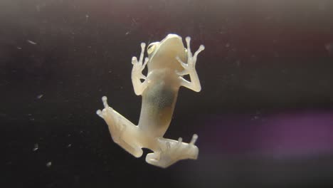 Common-Tree-Frog-also-known-as-four-lined-tree-frog,-golden-tree-or-striped-tree-frog-stick-on-glass,-close-up-abdomen-bottom-view