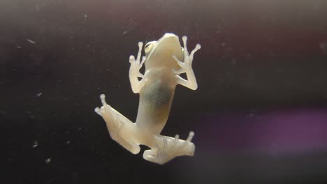 rana arbórea común también conocida como rana arbórea de cuatro líneas, árbol dorado o rana arbórea rayada pegada en vidrio, vista inferior del abdomen de cerca