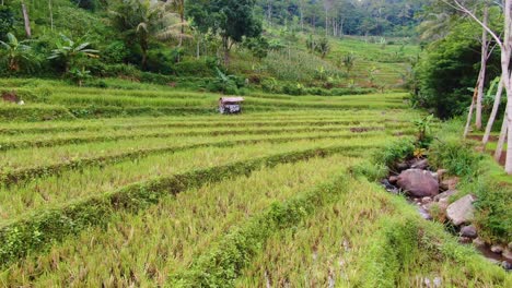 Rastrojo-De-Arroz-Después-De-La-Cosecha,-Arrozales-En-Terrazas-Y-Selva,-Java,-Indonesia