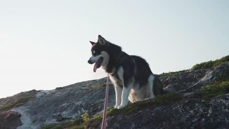 Perro-De-Raza-Malamute-De-Alaska-Con-Una-Correa-Sentado-En-Las-Montañas-Rocosas